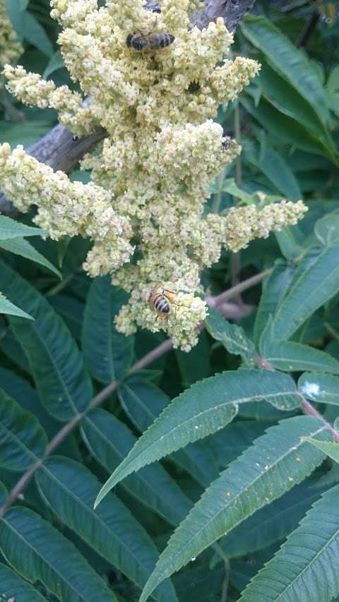 Hunts' Honey & Pollination